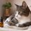 Aceite CBD para gatos: cómo funciona, usos, beneficios y precauciones